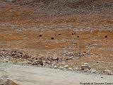 Strada che porta alla Nubra valley -yak al pascolo